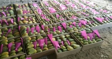 المانجو تبدأ من 40 جنيها.. أسعار الفاكهة فى أسواق ومحلات الأقصر اليوم الأحد