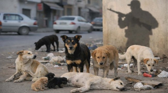 وزارة الداخلية تعتمد التعقيم والتوعية لمواجهة الكلاب السائبة في تونس