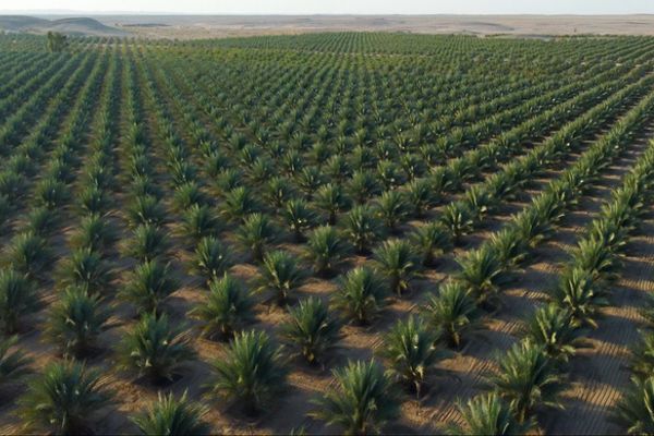 1.9 مليار ريال عُماني إجمالي الاستثمارات المنفذة بقطاعات الأمن الغذائي خلال الخطة الخمسية العاشرة