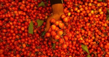 انفراجة كبيرة في أسعار الطماطم بالأسواق وانخفاضها لـ15 جنيهًا