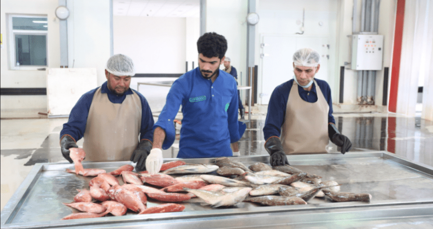 قطاع الأسماك في عُمان يسجل قفزة تاريخية بـ 481 مليون ريال