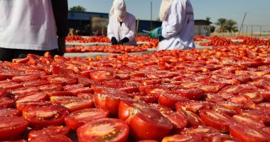 خلية نحل من الشباب والفتيات يعملون في أقدم محطة لتجفيف الطماطم بالأقصر..صور