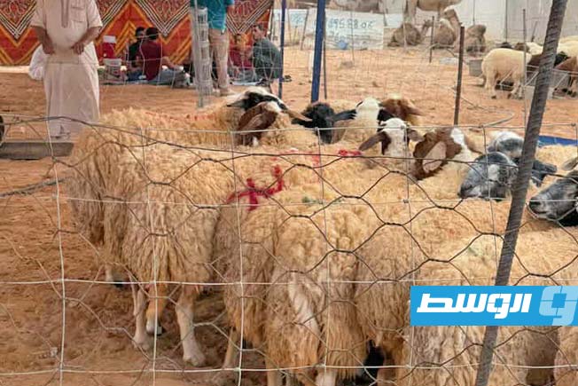 اجتماع ببلدية عين زارة لإنشاء سوق للمواشي قبل عيد الأضحى