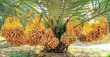 أكبر مزرعة نخيل فى العالم.. حلم مصرى يتحول إلى واقع فى توشكى وشرق العوينات بالوادى الجديد.. إنجاز زراعة 2.3 مليون نخلة يغير خريطة إنتاج التمور عالميا.. ومجمع تمور المحافظة ينتج 25 صنفًا فاخرًا بمواصفا