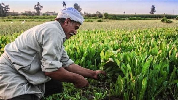 تحذيرات عاجلة للمزارعين من تقلبات الطقس وتأثيرها على المحاصيل