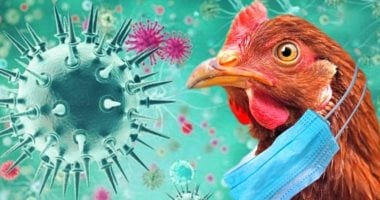 الصين تحظر دخول منتجات الدواجن التشيلية بسبب أنفلوانزا الطيور