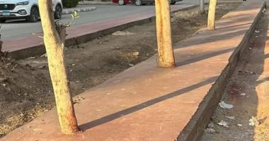 رئيس جهاز العاشر: إجراءات رادعة ضد شركة رصف خالفت تعليمات الحفاظ على الأشجار