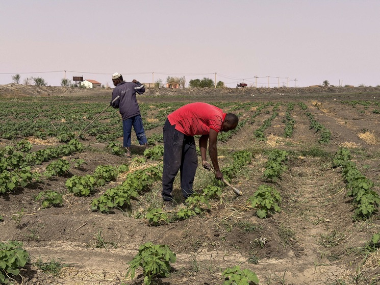 حرب إيران تشكل تهديدا جديدا للمحاصيل في السودان