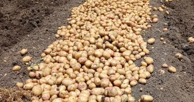 خطة تسويق تقاوى البطاطس المحلية