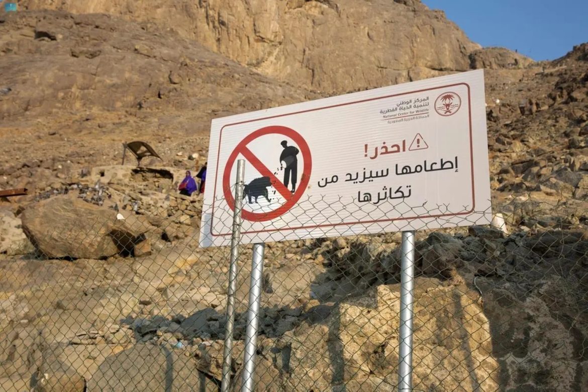 “الحياة الفطرية” يتحقق من خلو المشاعر من قرود البابون