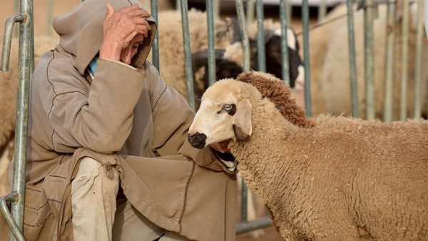 حكمها وأفضل الأنواع فيها، كل ما تريد معرفته عن الأضحية