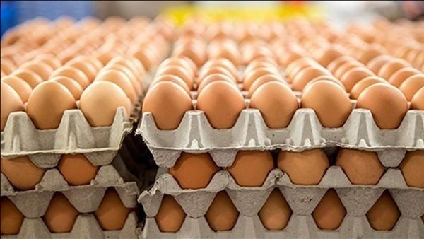 هل تواصل أسعار البيض الانخفاض خلال الفترة المقبلة؟ الشعبة توضح