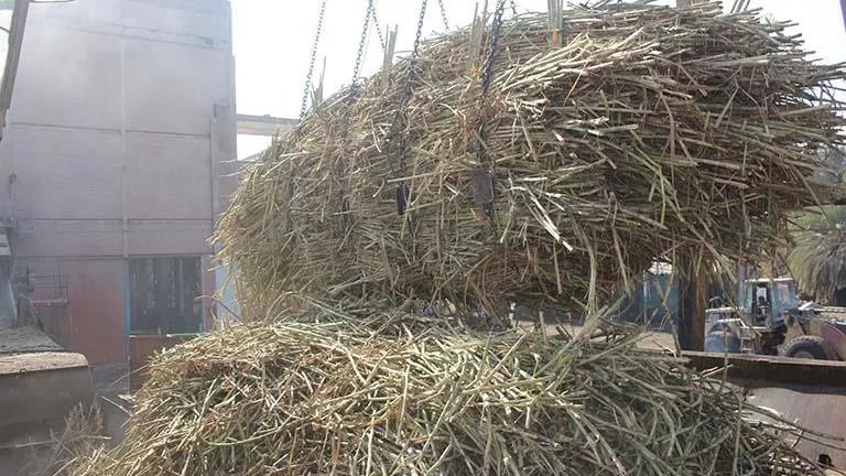 نقيب الفلاحين يطالب برفع سعر توريد القصب إلى 3000 جنيه للطن
