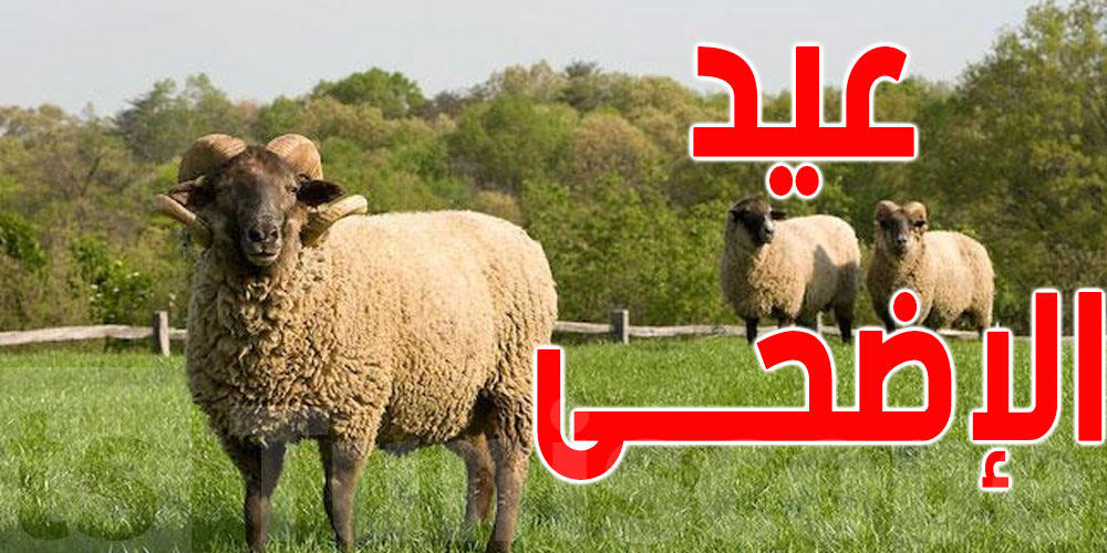 خبر يفرّح برشا: تنجم تشري علوش بـ900 د أكاهو!