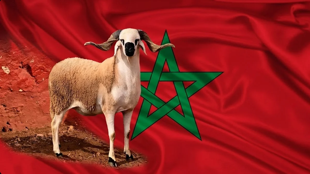 عيد الأضحى: هل سيشهد المغرب “موسم الأضاحي المثالي” بعد سنوات من القلق؟