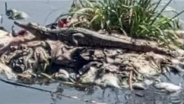 ظهور تمساح جديد بعزبة السدرة في الزوامل