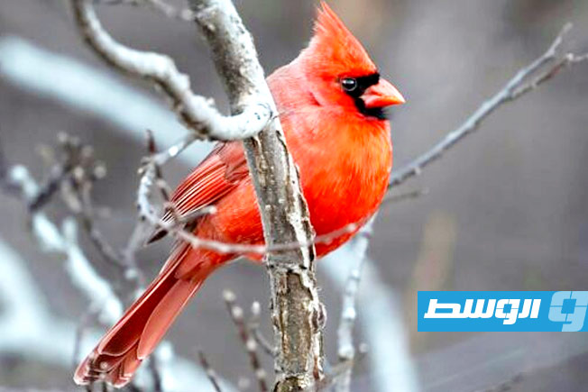 مراقبة الطيور قد تساعد في الحفاظ على صحة الدماغ مع التقدم في العمر