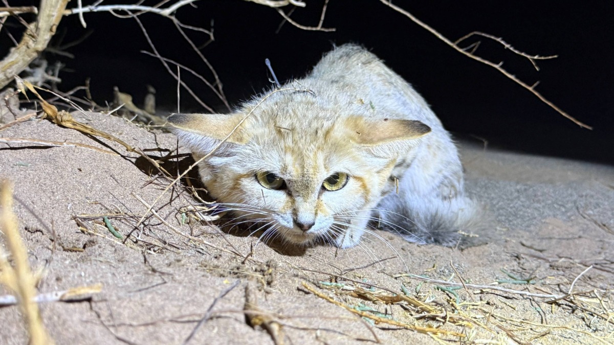 محمية الأمير محمد بن سلمان تتعقب “شبح الصحراء” وتوثّق سلوكه لأول مرة