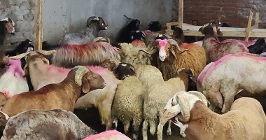 من البرقى إلى البلدى.. انتعاش تجارة الأغنام قبل عيد الأضحى بالبحيرة.. وإقبال الأهالى على الأسواق والشوادر لشراء الأضاحى واستقرار الأسعار.. الخراف البرقى تتجاوز 280 جنيها للكيلو القائم والبلدى يبدأ من