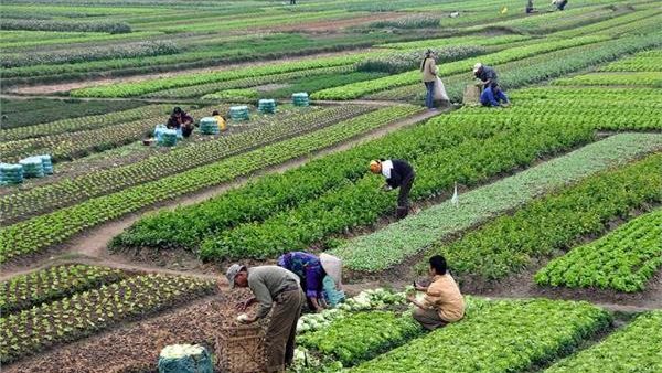 4 فصول تجمعت في يوم واحد، "تغير المناخ" يحذر المزارعين رغم انكسار الحرارة