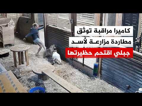 كاميرا مراقبة توثق مطاردة مزارعة لأسد جبلي اقتحم حظيرتها