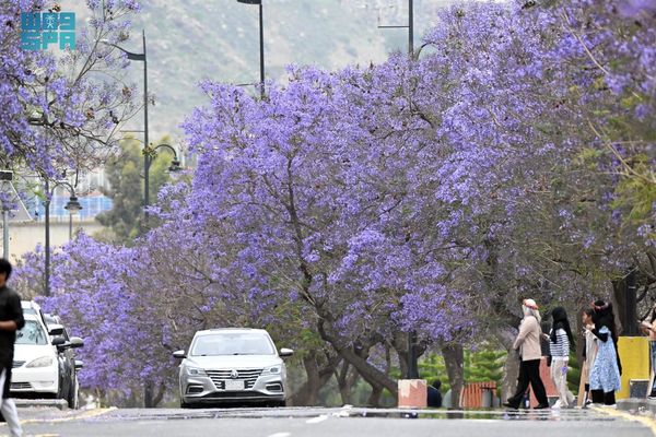 «الجاكراندا» ترسم لوحة أخّاذة في أبها