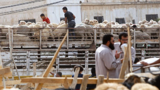 جمعية مربي المواشي: أسعار الأضاحي البلدية بين 240 و300 دينار والرومانية تصل إلى 280 دينارا