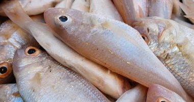 ارتفاع القاروص وانخفاض الدراك.. أسعار السمك بالإسكندرية اليوم