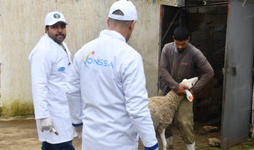 القصر الكبير.. قافلة بيطرية ميدانية لمعالجة وتلقيح الماشية بالمناطق المتضررة من الفيضانات