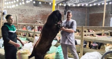 أكبر الأغنام تخطف الأنظار داخل أسواق الأضاحى بالبحيرة.. وأوزان تتجاوز 200 كيلو للماعز تشعل منصات السويشال ميديا بالصور السيلفى.. وإقبال على شراء الأضاحى.. وافتتاح منافذ لبيع اللحوم بأسعار مخفضة