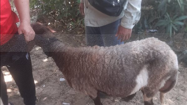 العيادة الخارجية للحيوانات الأليفة بالإسماعيلية تواصل تقديم خدماتها البيطرية