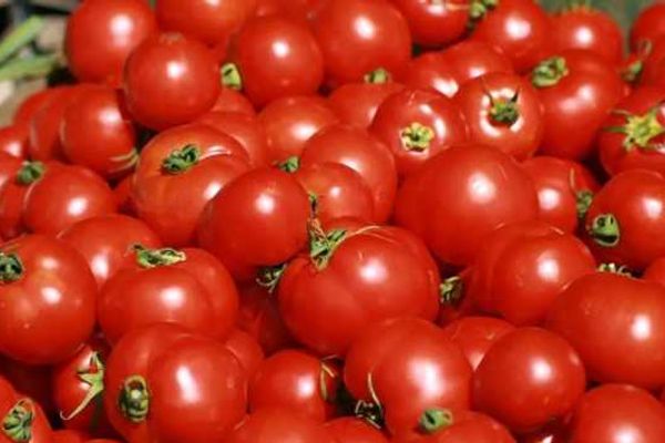 بـ21.5 جنيه للكيلو.. القابضة للصناعات الغذائية تدفع بسيارات متنقلة لطرح الطماطم