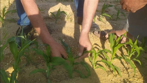 زراعة الإسماعيلية تنظم جولات تفقدية لمحاصيل الزراعية وحدائق المانجو (صور)