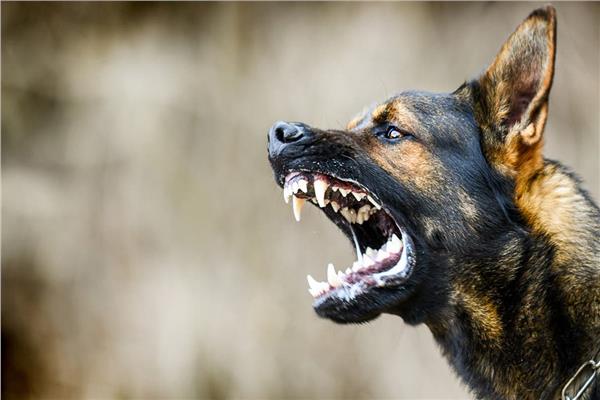 هجوم كلب مسعور على 13 شخصًا في كفر الشيخ