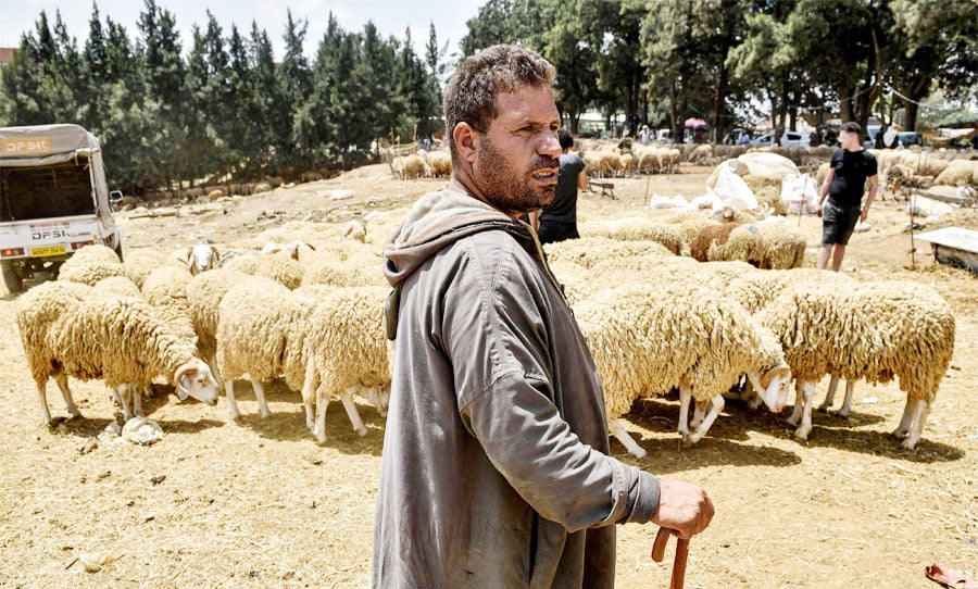 الجزائر: كبش الدولة الريعية الذي يباع عبر المنصات الإلكترونية