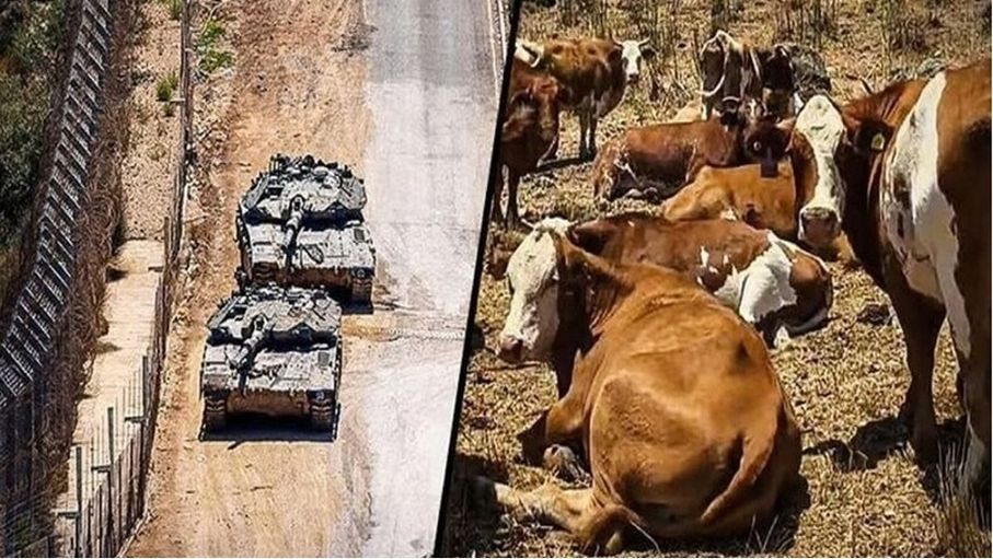 "سرية الأبقار".. مشروع إسرائيلي للسيطرة على الأراضي السورية
