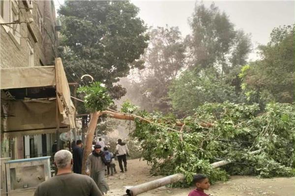 سقوط عمود كهرباء وأشجار بسبب الطقس السيء في قنا