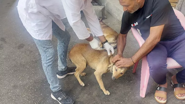 نقيب البيطريين: معدلات السعار بين كلاب الشوارع منخفضة