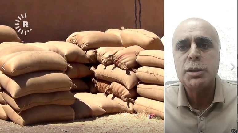 مؤسسة الحبوب السورية لرووداو: سنشتري نحو مليون طن من الحنطة في الجزيرة