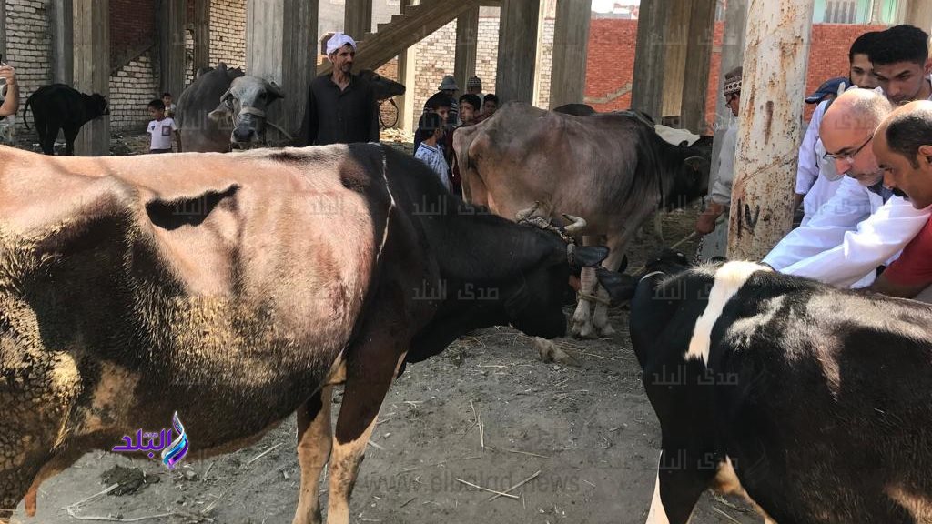 بيطري الغربية: تحصين 69 ألف رأس ماشية ضد الحمى القلاعية وحمى الوادي المتصدع