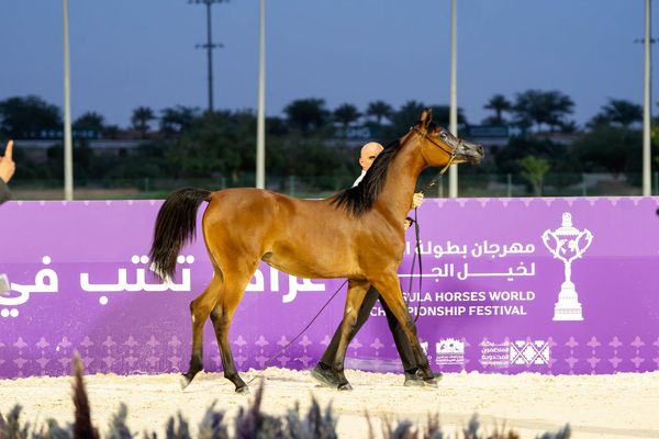 انطلاق مهرجان بطولة العالم لخيل الجزيرة 2026