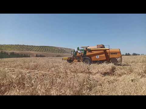 غليزان  : إنطلاق حملة الحصاد و الدرس بتوقعات إنتاج تتعدى المليون  300 ألف قنطار من الحبوب