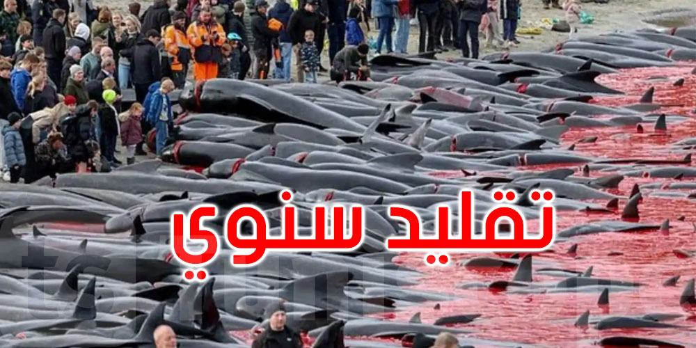 دماء الحيتان تصبغ البحر بالأحمر.. تقليد سنوي يثير غضباً عالمياً