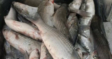 أنواع وأسعار الأسماك فى أسواق دمياط اليوم الجمعة 13/2/2026