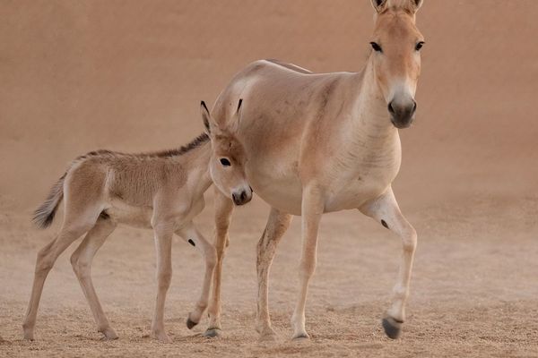 المملكة تسجّل ولادة أحد أندر الحيوانات في العالم