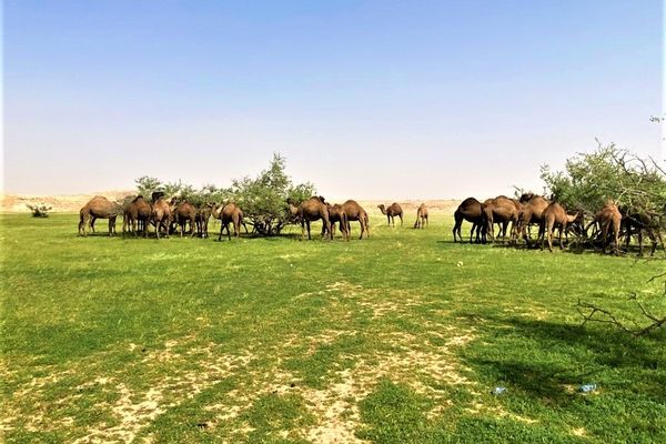 محمية الإمام عبدالعزيز بن محمد الملكية تؤكد أن الرعي الموسمي مخصص للمجتمع المحلي