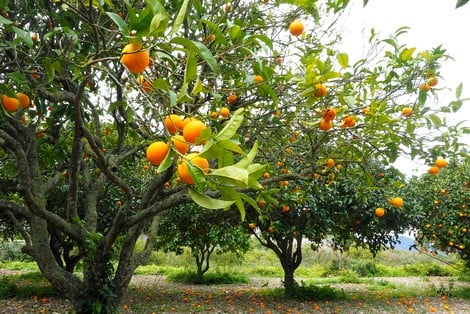 تضرر مساحات شاسعة وضياع المخزون .. فيضانات الشمال والغرب تضرب “عصب” إنتاج الحوامض