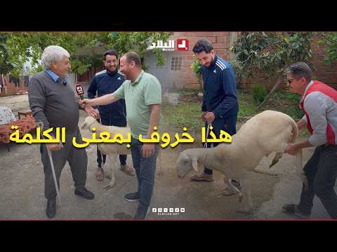 This is a sheep in every sense of the word... Watch the great joy of this sheikh after he bought ...