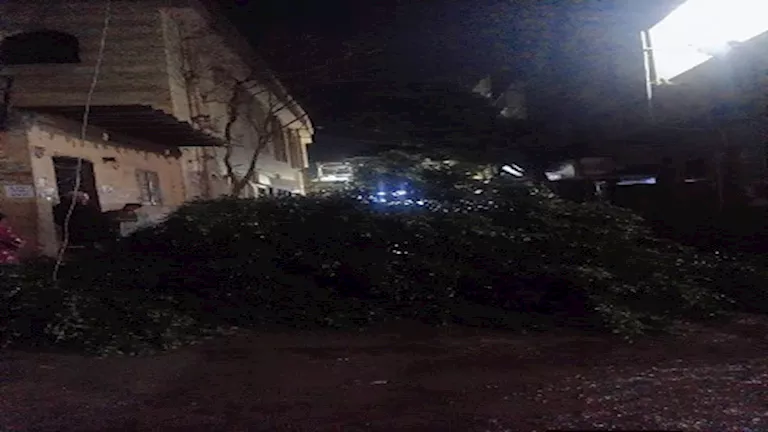سقوط شجرة وانقطاع أسلاك كهربائية في أشمون بالمنوفية