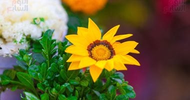 وزارة الزراعة تستعد للافتتاح الرسمى لمعرض زهور الربيع غدا